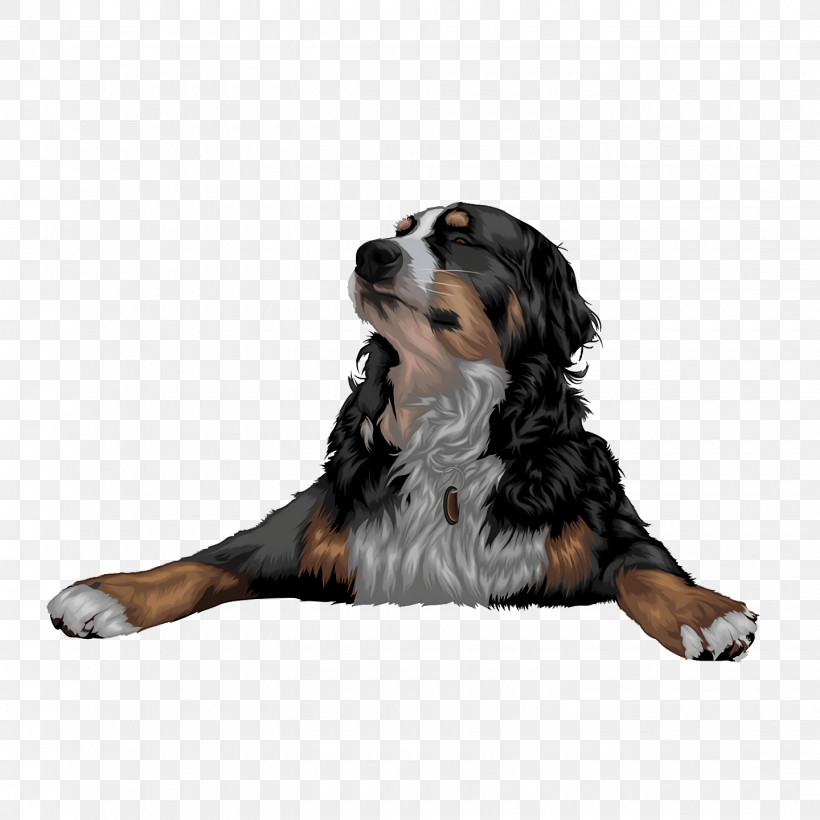 Bernese Mountain Dog Puppy Snout Companion Dog Breed, PNG, 1440x1440px, Bernese Mountain Dog, Biology, Breed, Companion Dog, Dog Download Free