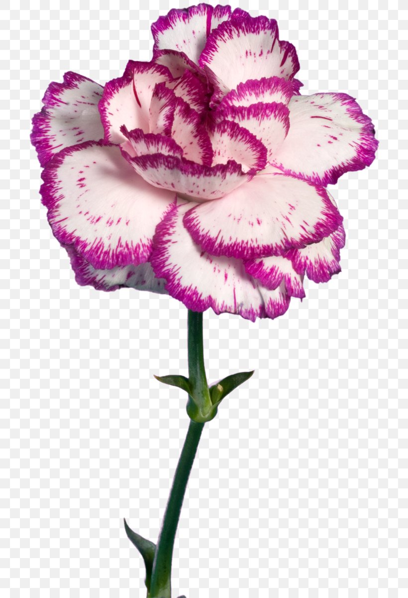 Carnation Pink Cut Flowers Herbaceous Plant, PNG, 718x1200px, Carnation, Color, Cut Flowers, Dianthus, Flower Download Free