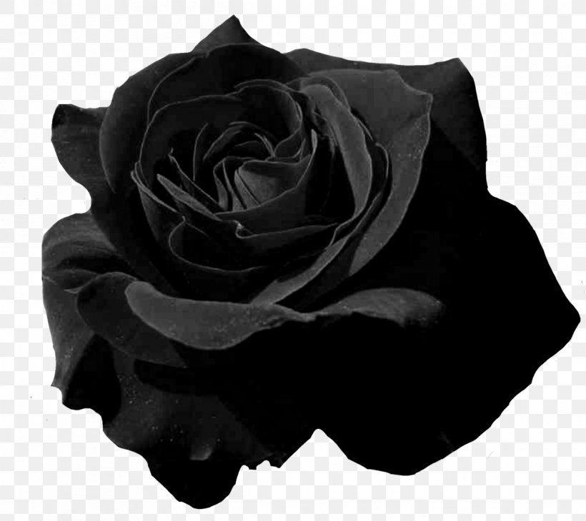 Garden Roses Flower Petal, PNG, 1213x1080px, Garden Roses, Beauty Parlour, Black, Black And White, Color Download Free