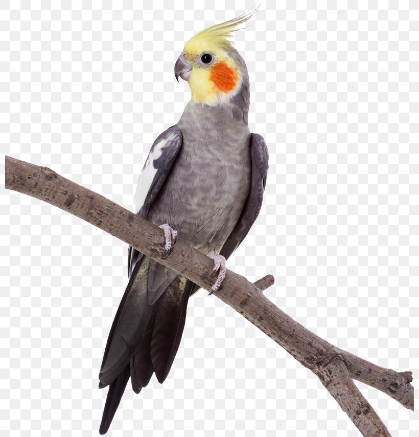 Parrot Stock Photography Bird Budgerigar, PNG, 800x854px, Parrot, Beak, Bird, Budgerigar, Cockatiel Download Free