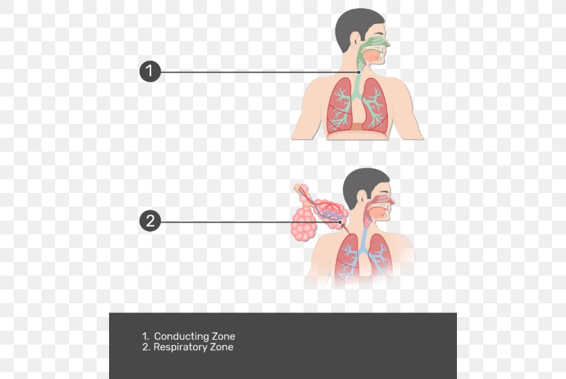 Respiratory Tract Respiratory System Pulmonary Alveolus Lung Graphic Design, PNG, 504x550px, Watercolor, Cartoon, Flower, Frame, Heart Download Free