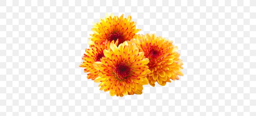 Chrysanthemum Flower Desktop Wallpaper, PNG, 373x373px, Chrysanthemum, Annual Plant, Calendula, Chrysanthemum Tea, Chrysanths Download Free