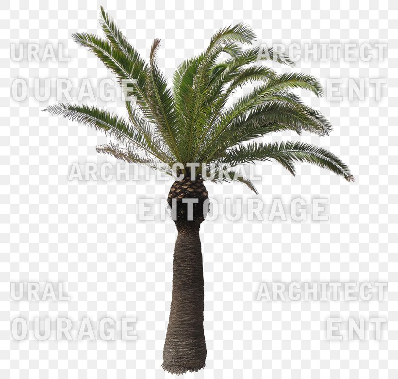 Date Palm Flowerpot Houseplant Arecaceae Plant Stem, PNG, 780x780px, Date Palm, Arecaceae, Arecales, Flowerpot, Houseplant Download Free
