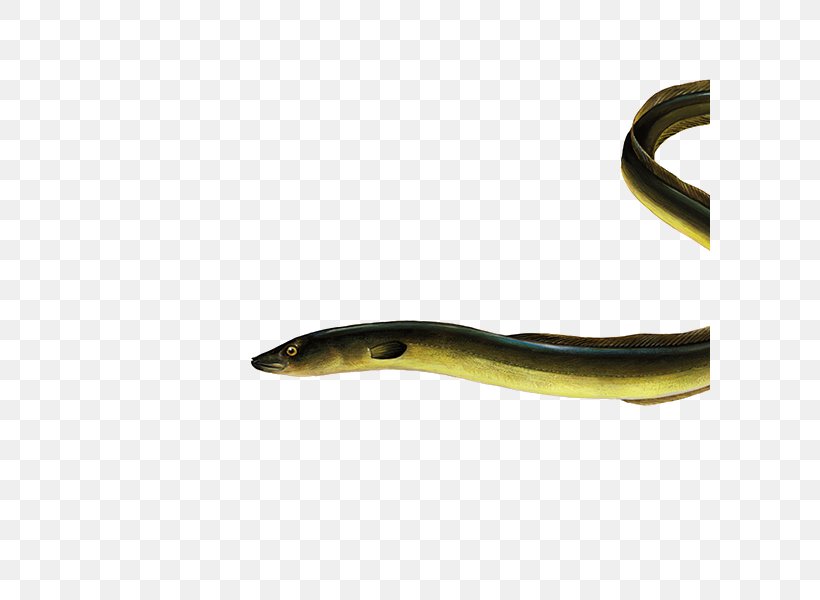 Snake Cartoon, PNG, 600x600px, Eel, Anguilla, Biology, European Eel, Fish Download Free