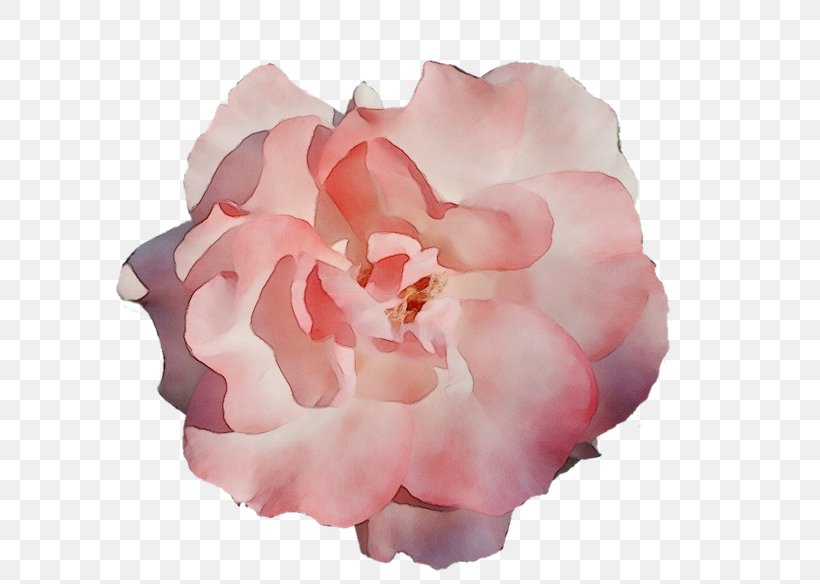 Watercolor Pink Flowers, PNG, 640x584px, Watercolor, Camellia, Chinese Peony, Clothing, Common Peony Download Free