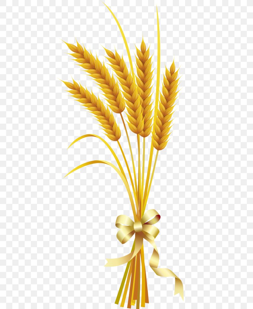 Wheat, PNG, 503x1000px, Wheat, Food Grain, Grass Family, Plant, Poales Download Free