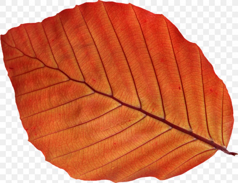Autumn Leaf Color Photography, PNG, 975x750px, Leaf, Autumn, Autumn Leaf Color, Bladnerv, Burknar Download Free