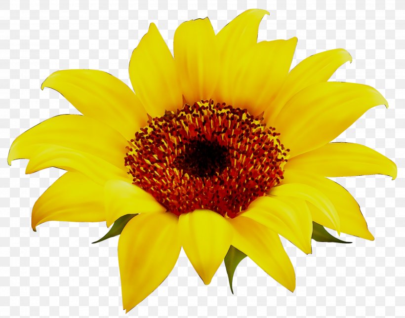 Common Sunflower Image Clip Art Photograph, PNG, 2650x2082px, Common Sunflower, Annual Plant, Asterales, Cut Flowers, Daisy Family Download Free