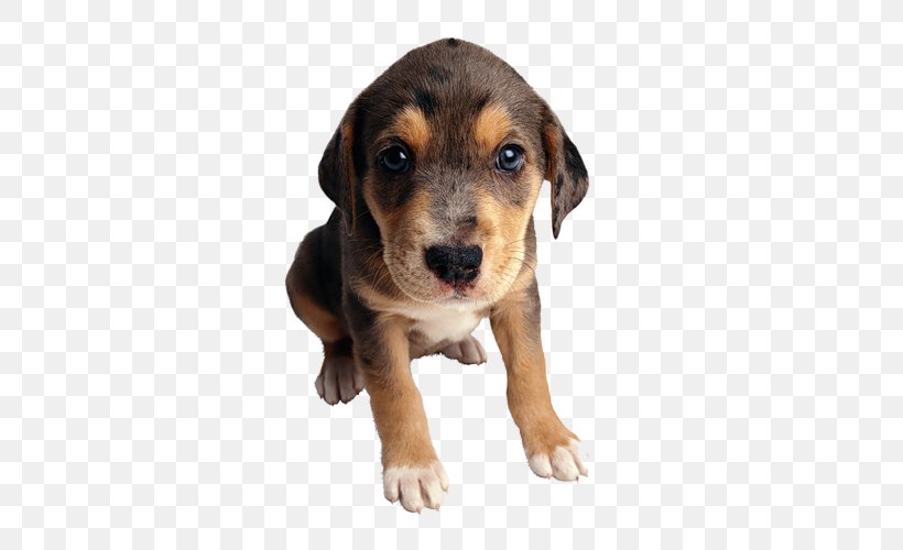 Puppy Cat Food Mongrel Purebred Dog, PNG, 500x500px, Puppy, Animal Shelter, Assistance Dog, Austrian Black And Tan Hound, Beagle Download Free