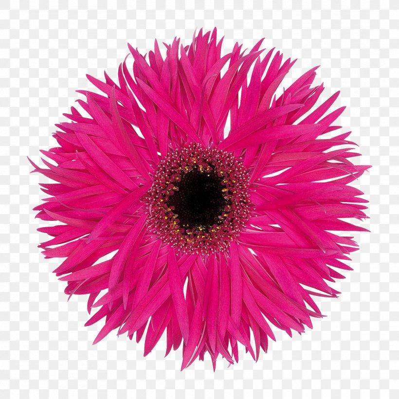 Transvaal Daisy Cut Flowers Floristry Variety, PNG, 1772x1772px, Transvaal Daisy, Annual Plant, Aster, Cut Flowers, Daisy Family Download Free