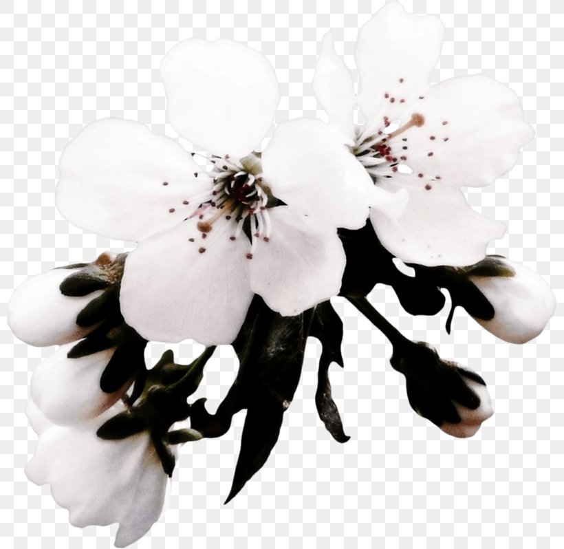 Apples Flower Blossom, PNG, 800x798px, Apples, Blossom, Bmp File Format, Branch, Cherry Blossom Download Free