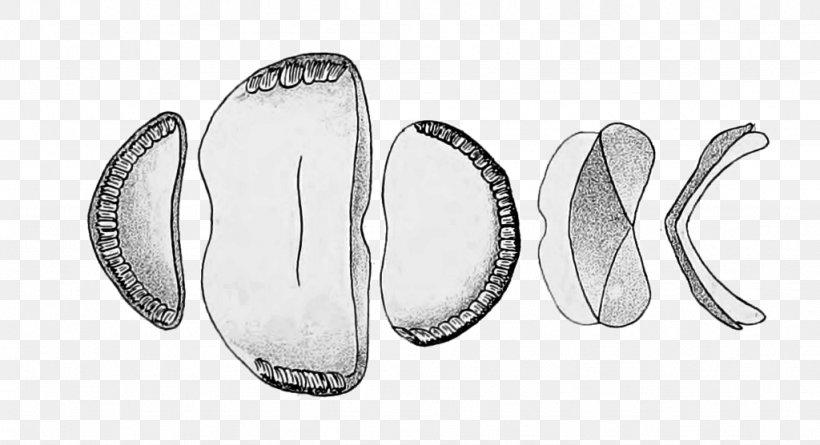 Eudoxochiton Nobilis Chitons Manual Of The New Zealand Mollusca /m/02csf, PNG, 1024x556px, New Zealand, Black, Black And White, Drawing, Inaturalist Download Free