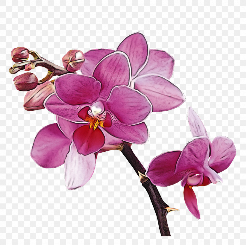 Flower Moth Orchid Violet Petal Plant, PNG, 1600x1600px, Flower, Lilac, Moth Orchid, Orchid, Petal Download Free