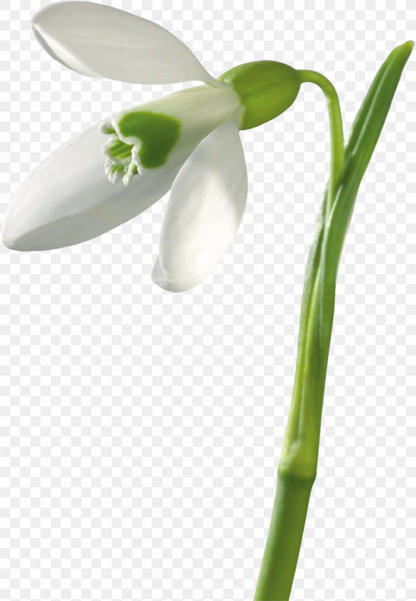 Snowdrop Flower Bouquet Buket-Spb Dostavka Tsvetov Plant Stem, PNG, 886x1280px, Snowdrop, Amaryllis Family, Closeup, Dostavka Tsvetov, Flower Download Free