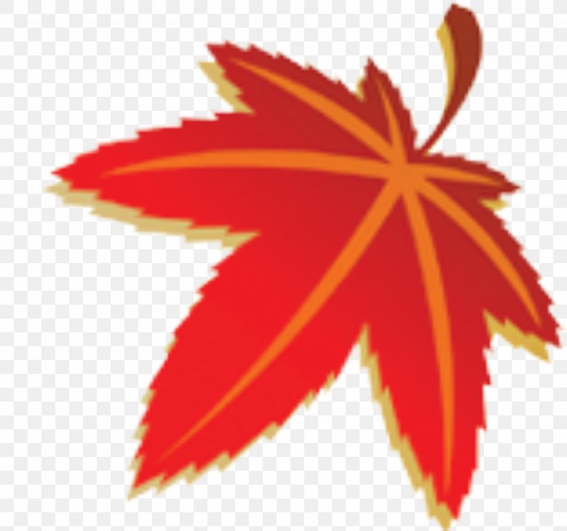 Maple Leaf Autumn Illustration, PNG, 1589x1487px, Maple Leaf, Artworks, Autumn, Cartoon, Drawing Download Free