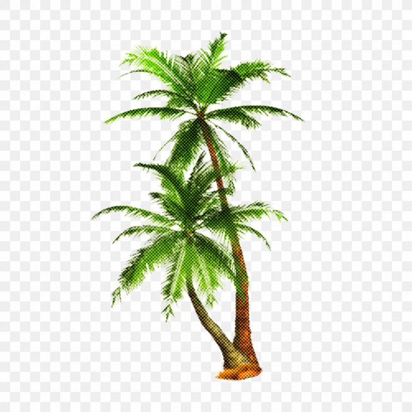 Palm Tree, PNG, 1024x1024px, Tree, Arecales, Coconut, Flowering Plant, Hemp Family Download Free
