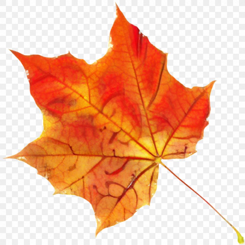 Autumn Leaves Watercolor, PNG, 1200x1200px, Autumn Leaf Color, Autumn, Black Maple, Deciduous, Flower Download Free