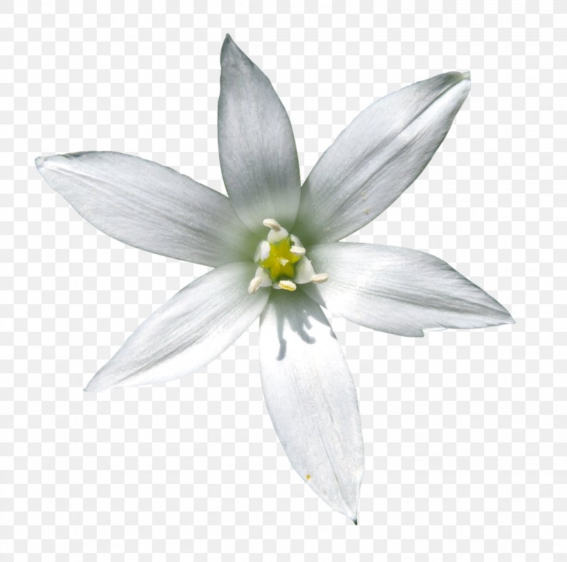 Flower Bethlehem, PNG, 3024x3000px, Flower, Angels Bay, Bethlehem, Black And White, Flora Download Free