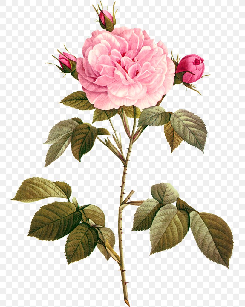 Garden Roses Paper Drawing Photography Wallpaper, PNG, 749x1024px, Garden Roses, Branch, Cut Flowers, Digital Image, Drawing Download Free