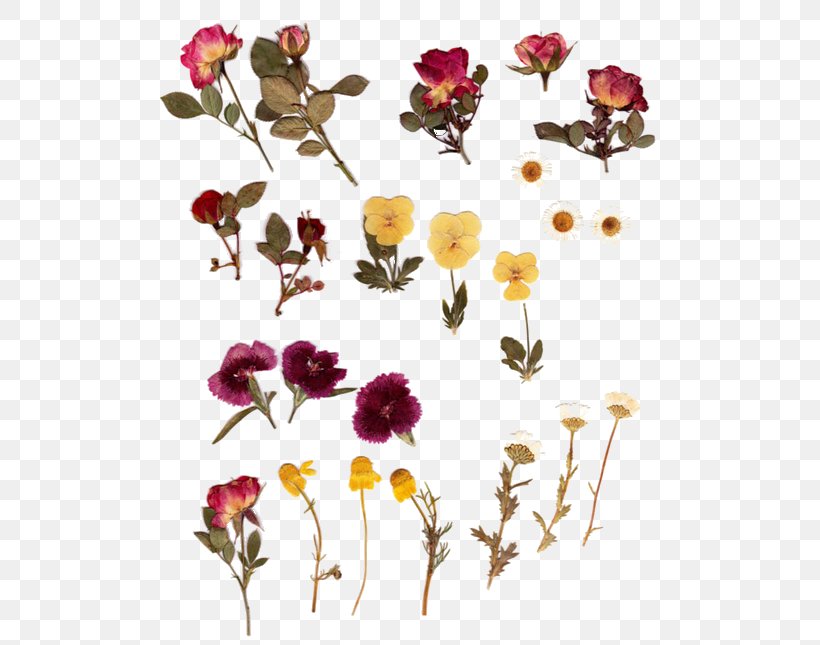 Pressed Flower Craft Herbarium Flower Bouquet, PNG, 500x645px, Pressed Flower Craft, Branch, Color, Craft, Cut Flowers Download Free
