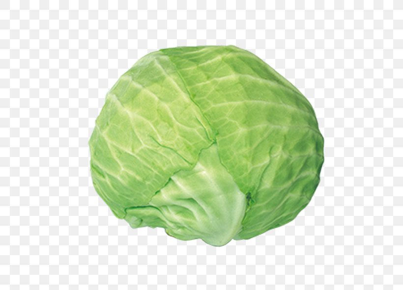Savoy Cabbage Vegetable, PNG, 591x591px, Savoy Cabbage, Bed, Brassica Oleracea, Cabbage, Child Download Free