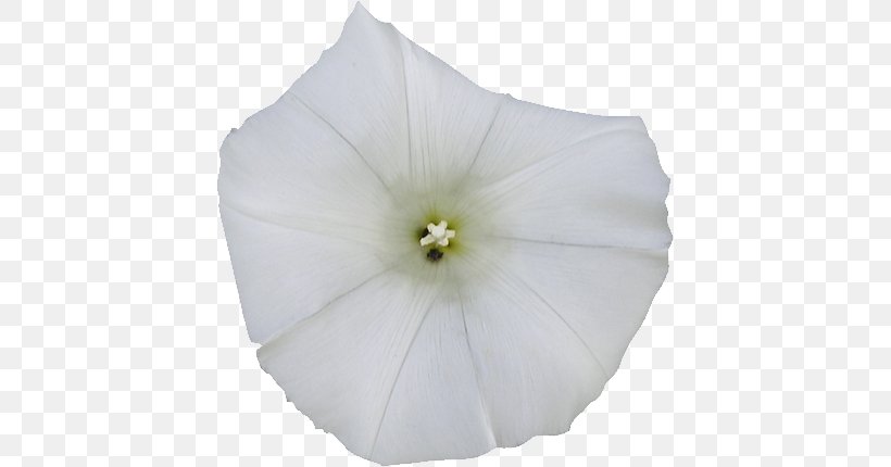 Stock Photography Lightbox, PNG, 421x430px, Stock Photography, Flower, Lightbox, Moonflower, Morning Glory Download Free
