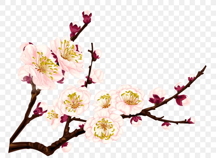 Plum Blossom Flower, PNG, 765x600px, Plum, Blossom, Branch, Cdr, Cherry Blossom Download Free