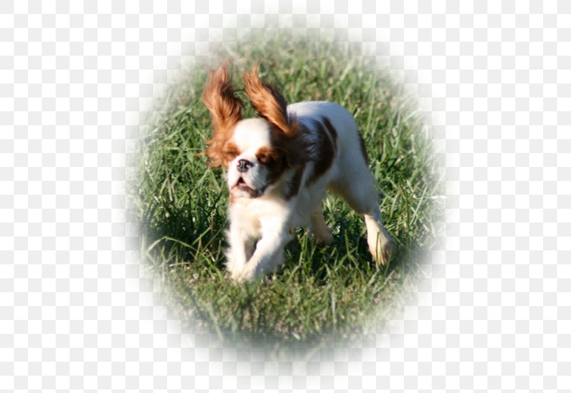 Cavalier King Charles Spaniel Puppy Dog Breed Companion Dog, PNG, 500x565px, Cavalier King Charles Spaniel, Breed, Carnivoran, Companion Dog, Dog Download Free