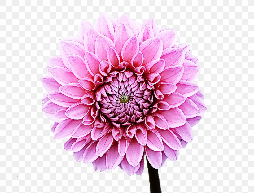 Flower Plant Petal Pink Dahlia, PNG, 1280x973px, Flower, Cut Flowers, Dahlia, Gerbera, Petal Download Free