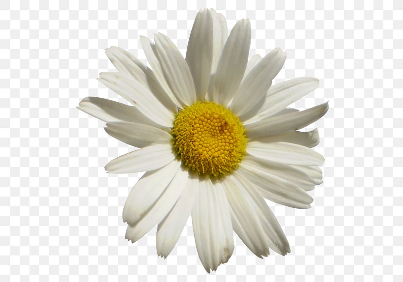 German Chamomile Download, PNG, 534x574px, German Chamomile, Annual Plant, Aster, Bellis, Chamaemelum Nobile Download Free