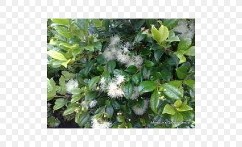 Syzygium Australe Shrub Common Lilly Pilly Evergreen Tree, PNG, 500x500px, Shrub, Common Lilly Pilly, Evergreen, Flower, Groundcover Download Free