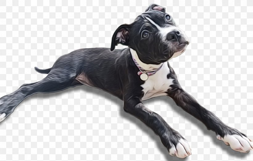 American Bulldog, PNG, 1200x764px, American Pit Bull Terrier, Adoption, American Bulldog, American Staffordshire Terrier, Animal Download Free
