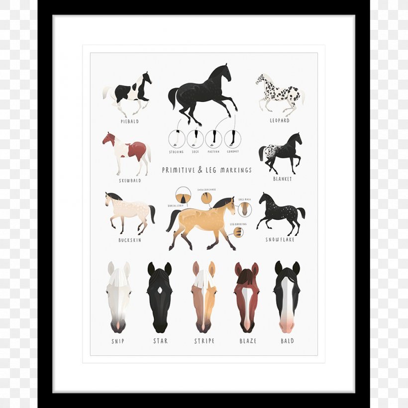 Appaloosa Pony Horse Markings Buckskin Equine Coat Color, PNG, 1000x1000px, Appaloosa, Animal Figure, Area, Black, Buckskin Download Free