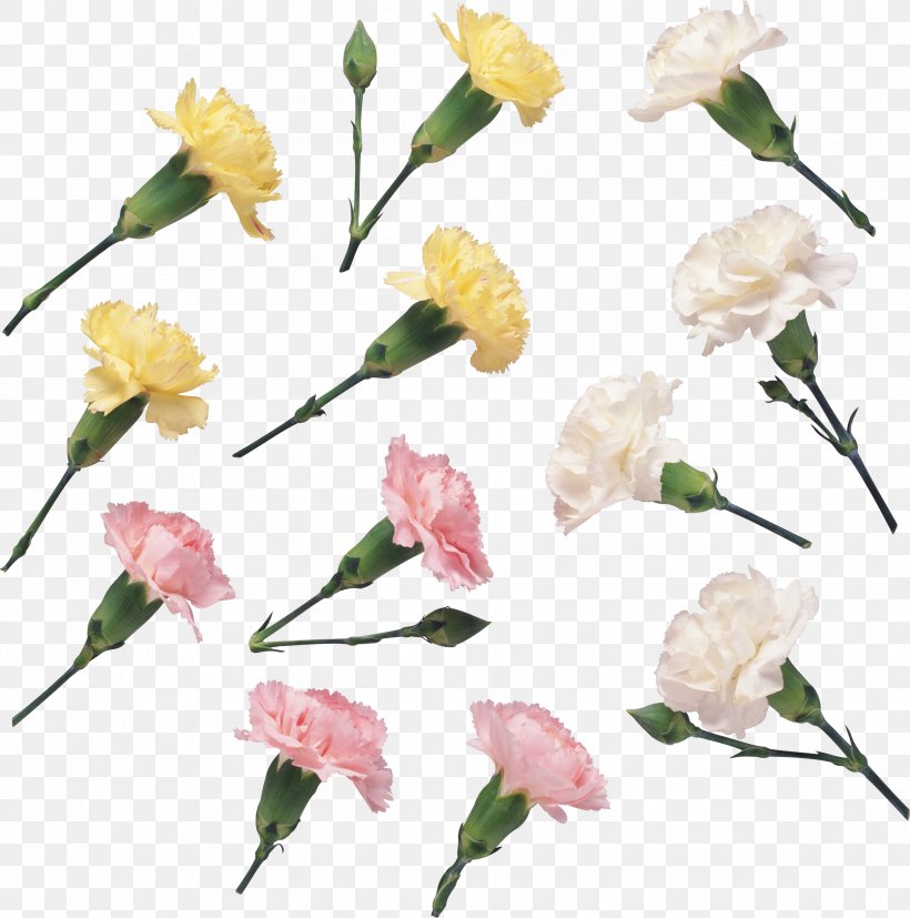 Floral Design Cut Flowers Petal, PNG, 2549x2573px, Floral Design, Branch, Carnation, Cut Flowers, Digital Image Download Free