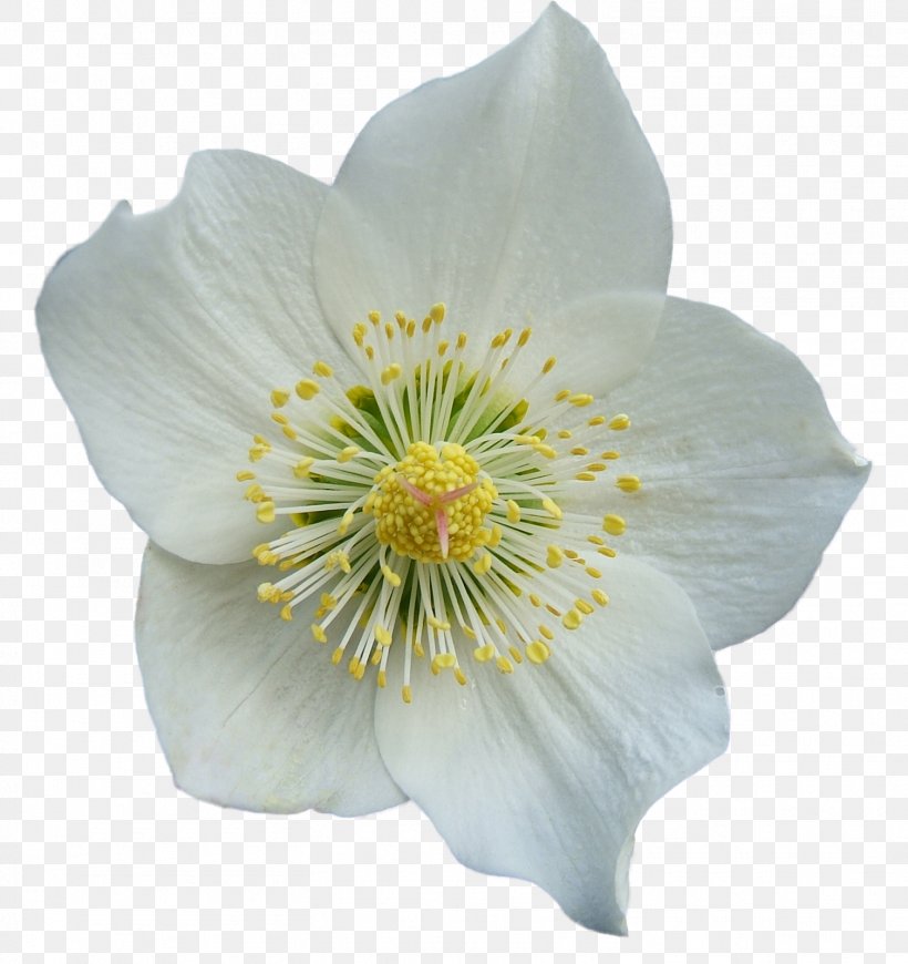 Flower Petal, PNG, 1507x1600px, Flower, Anemone, Blog, Flowering Plant, Information Download Free
