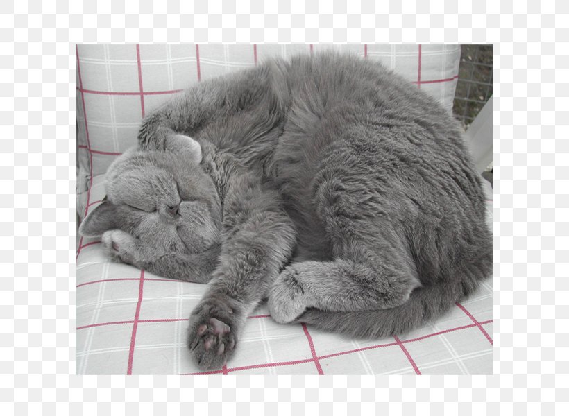 Russian Blue British Shorthair Chartreux European Shorthair Nebelung, PNG, 600x600px, Russian Blue, British Shorthair, Carnivoran, Cat, Cat Like Mammal Download Free