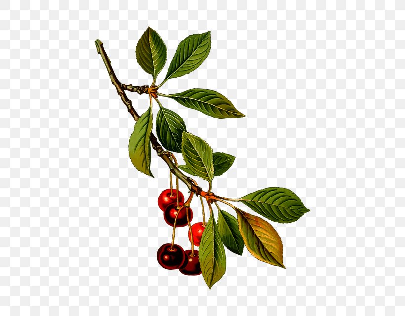 Sour Cherry Sweet Cherry Cerasus Prunus Fruticosa, PNG, 523x640px, Sour Cherry, Amygdaloideae, Berry, Branch, Cerasus Download Free