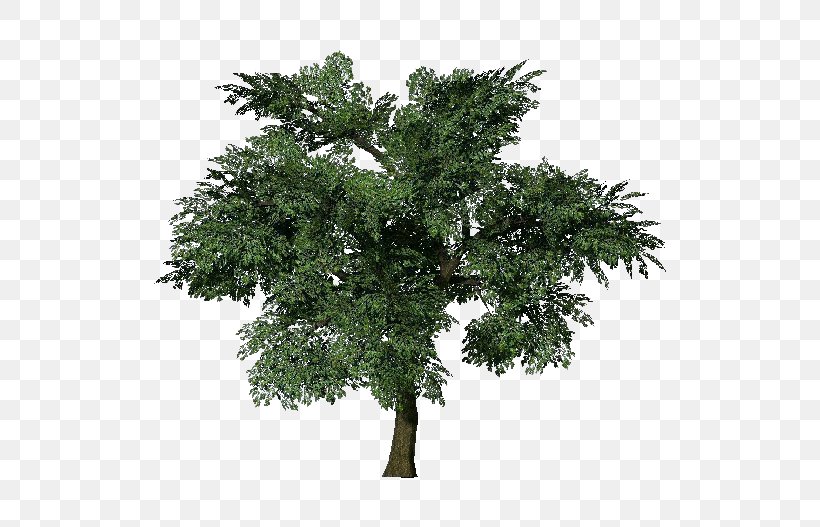 Tree Oak European Beech Populus Nigra Branch, PNG, 750x527px, Tree, Beech, Black Pine, Branch, Cottonwood Download Free