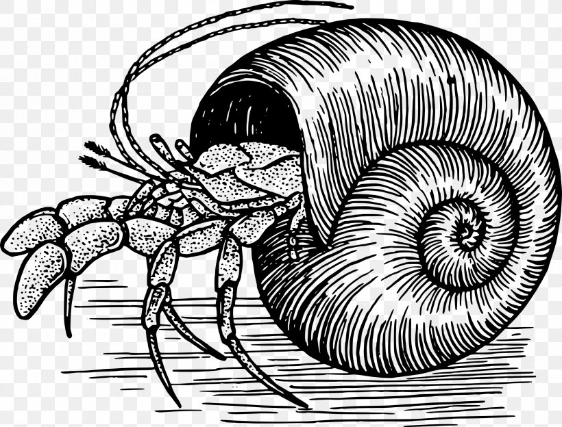 A House For Hermit Crab Drawing Clip Art, PNG, 2400x1829px, Crab, Animal, Arthropod, Australian Land Hermit Crab, Black And White Download Free