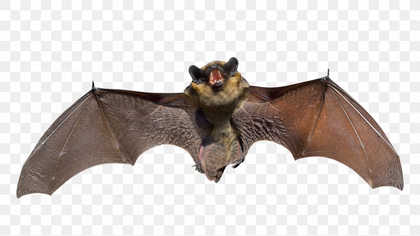 Bat Squirrel Raccoon Rat Mouse, PNG, 1600x900px, Bat, Animal, Animal Control And Welfare Service, Animal Figure, Hibernation Download Free