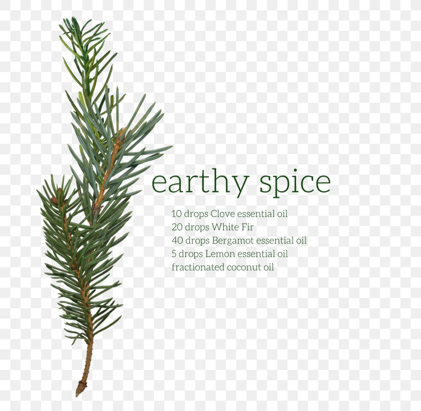 English Lavender Pine Fir Conifers English Yew, PNG, 800x800px, English Lavender, Branch, Conifer, Conifer Cone, Conifers Download Free