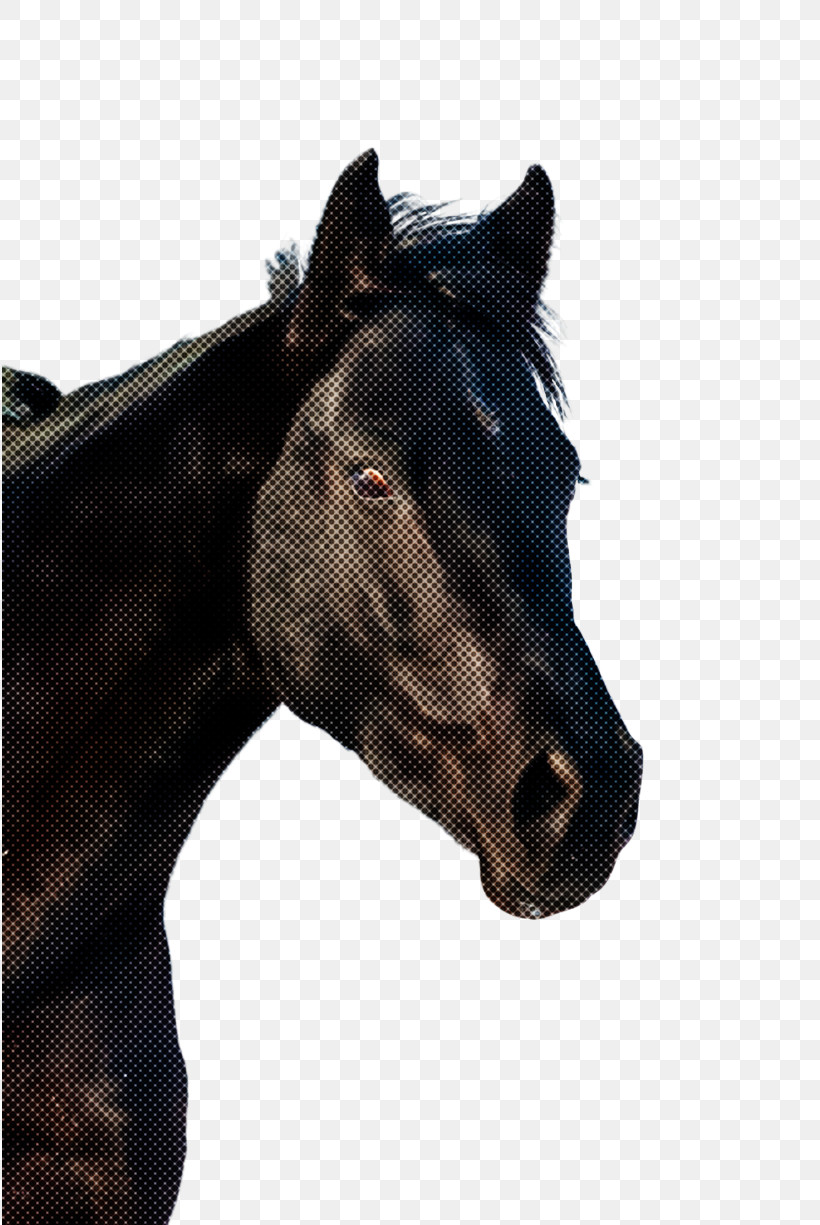 Horse Head Mane Bridle Snout, PNG, 816x1225px, Horse, Bridle, Head, Horse Tack, Mane Download Free
