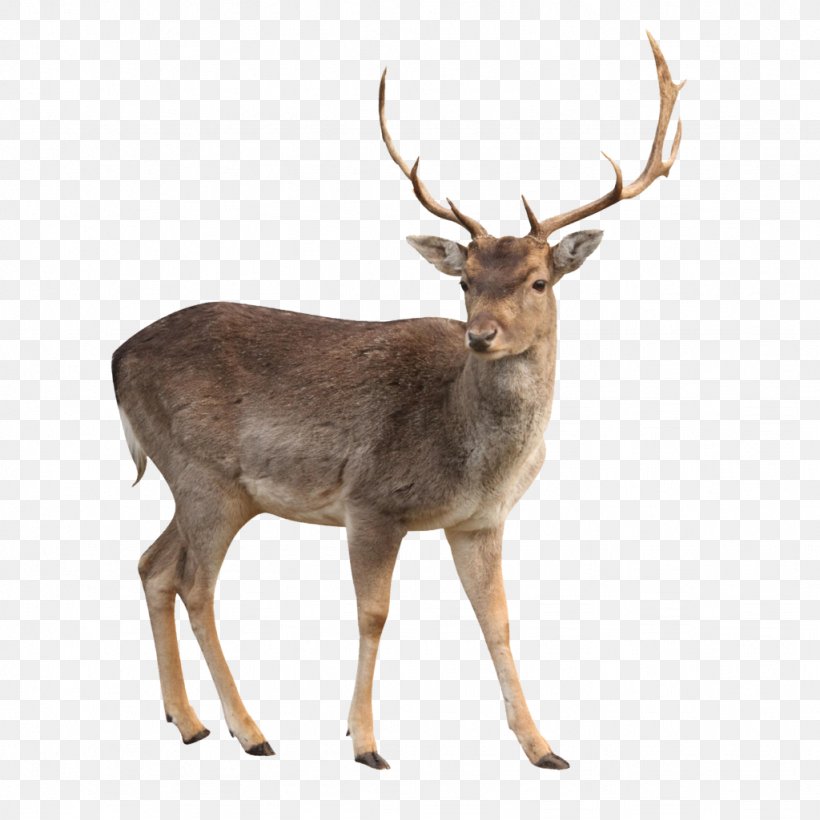 White-tailed Deer Reindeer Moose Elk, PNG, 1024x1024px, Deer, Antler, Barasingha, Elk, Even Toed Ungulate Download Free