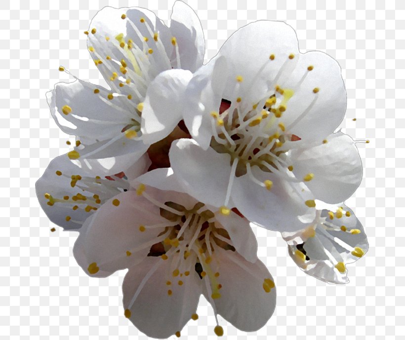 Cherry Blossom, PNG, 677x689px, White, Blossom, Branch, Cherry Blossom, Flower Download Free