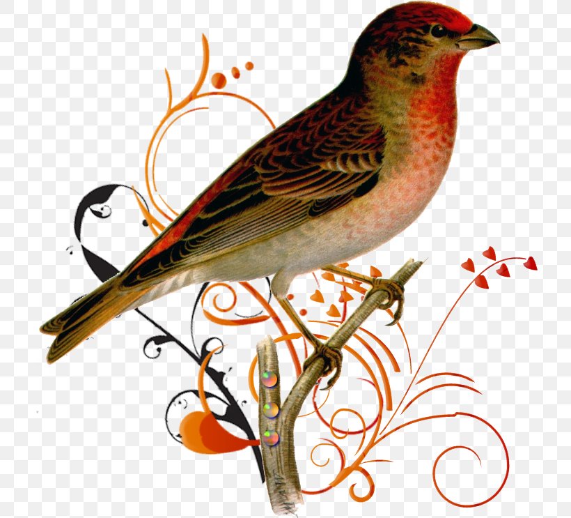 Common Rosefinch House Sparrow Bird Ortolan Bunting, PNG, 725x743px, Finch, Beak, Bird, Common Rosefinch, Covert Feather Download Free