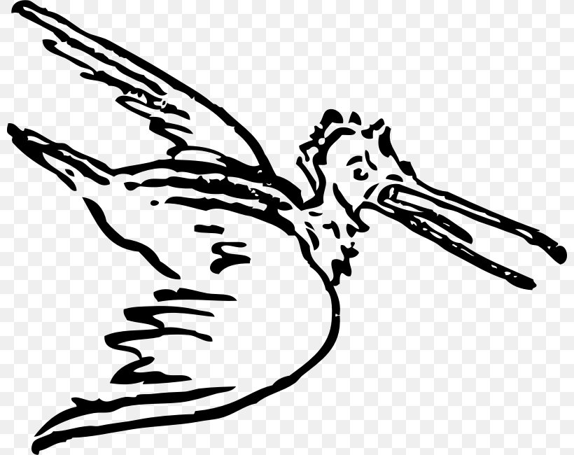 Hummingbird Pelican Drawing Birds Clip Art, PNG, 800x650px, Bird, Animation, Art, Artwork, Beak Download Free