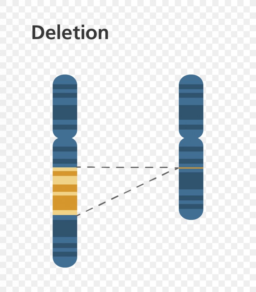 Chromosome Abnormality Deletion DiGeorge Syndrome Mutation, PNG, 836x956px, Chromosome Abnormality, Brand, Chromosomal Inversion, Chromosomal Translocation, Chromosome Download Free