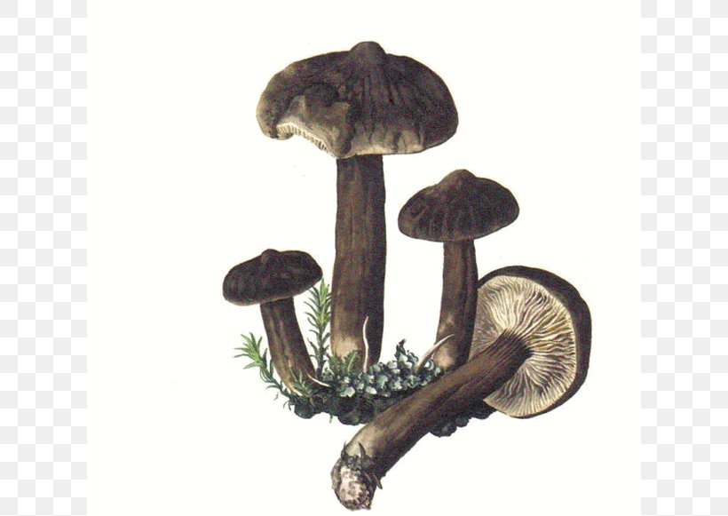 Edible Mushroom Lactarius Torminosus Lactarius Deliciosus Fungus, PNG, 624x581px, Edible Mushroom, Boletus Edulis, Chanterelle, Common Mushroom, Fungus Download Free