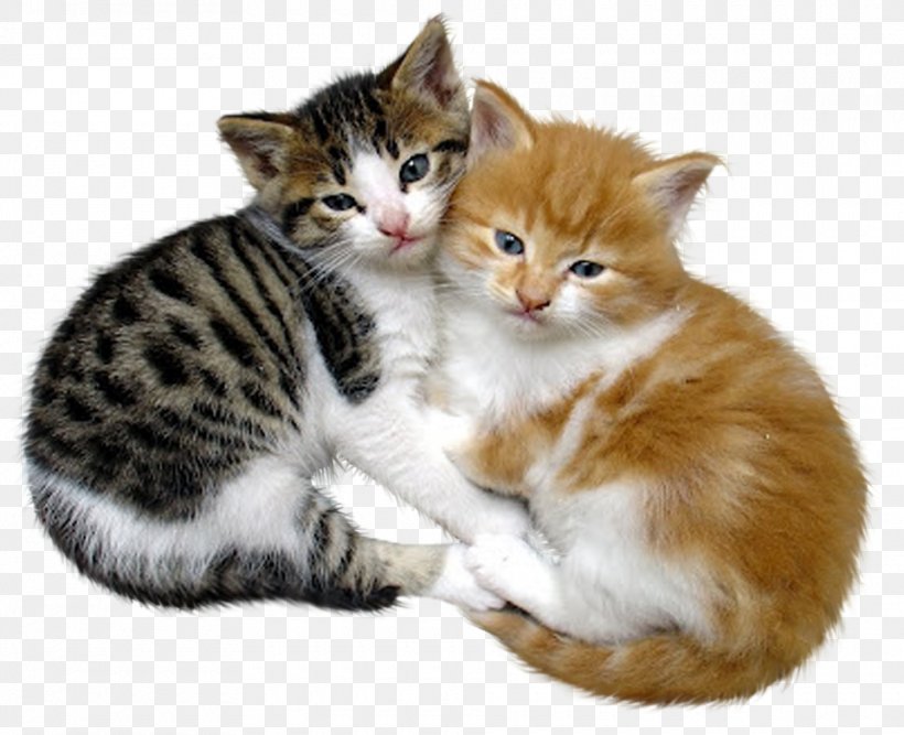 Cat Kitten Pet Love, PNG, 960x782px, Cat, Aegean Cat, American Wirehair, Carnivoran, Cat Like Mammal Download Free