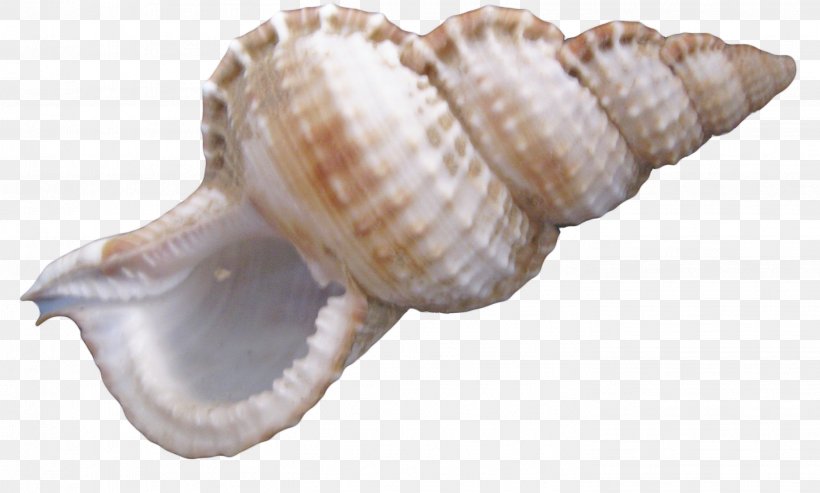 Cockle Nautilus Seashell Sea Snail Conch, PNG, 2834x1706px, Cockle, Analytical Mechanics, Clam, Clams Oysters Mussels And Scallops, Conch Download Free